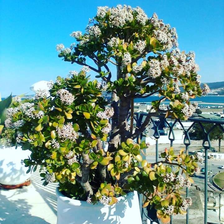 Summer House Tanger Bagian luar foto